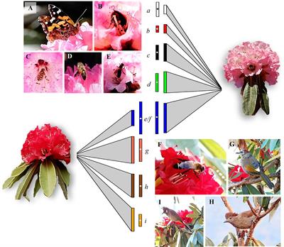 Contradistinctive floral attributes, pollination guilds and their consequence on the outcrossing rate in two elevational morphs of Rhododendron arboreum Sm.